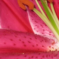 closer%2Bcloser%2Blily