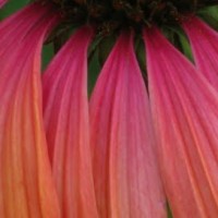 best+pink+orange+echinacea+2