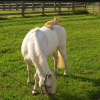 veronicas+cat+and+horse