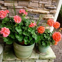 gorgeous+salmon+geraniums+4-2010
