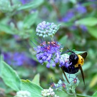 bumbeejust20121