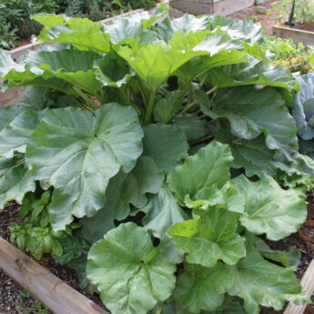 rhubarb
