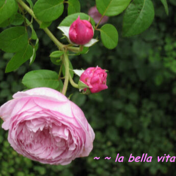 Happy Mother's Day Flowers For You