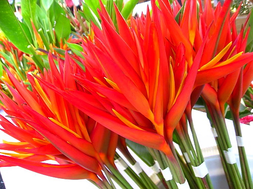 gorgeous tropical flowers available in the markets