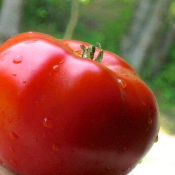 awesome tomato recipes