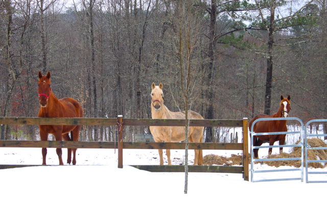 the horses are saying, "What Is This White Stuff?"