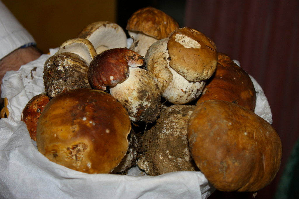 porcini mushrooms