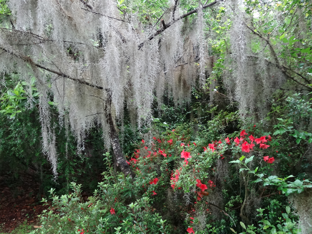Spanish Moss ( Tillandsia usneoides) with azalea at Magnolia former slave Plantation South Carolina.
