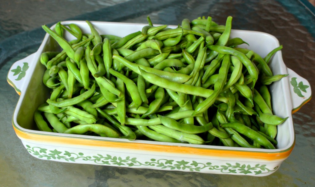 garden green beans