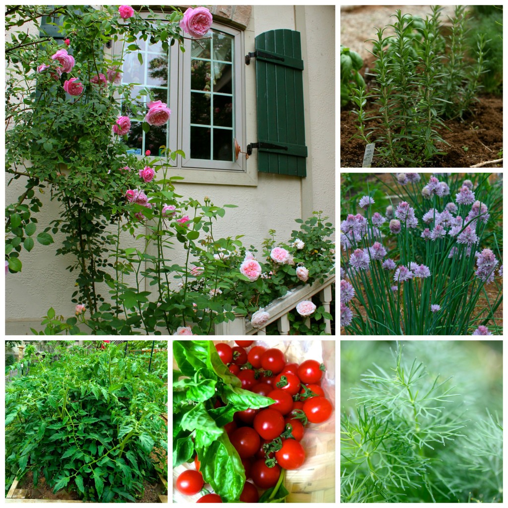 kitchen garden