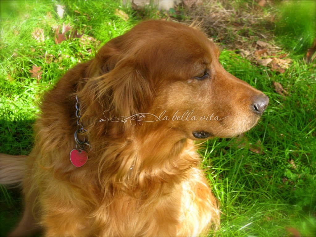 Buckey, our beautiful Golden Retriever 2003 - 2015