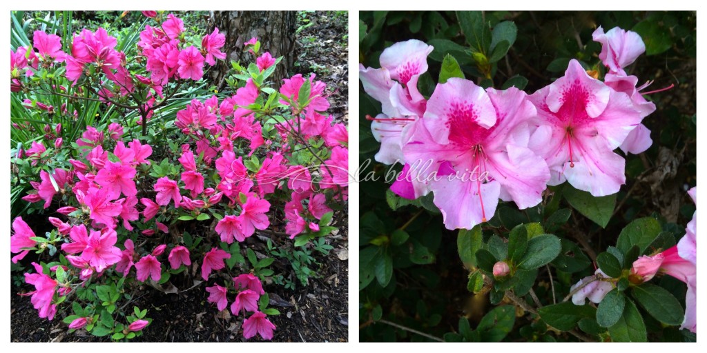 spring flower garden bloomfest