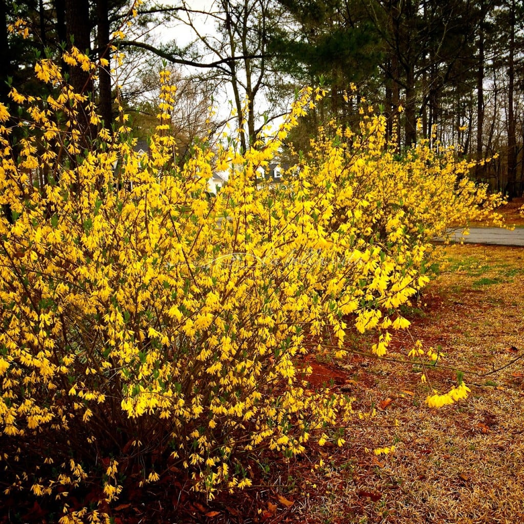 forsythia in february