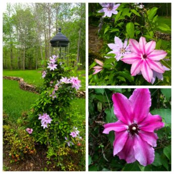 garden bloomfest