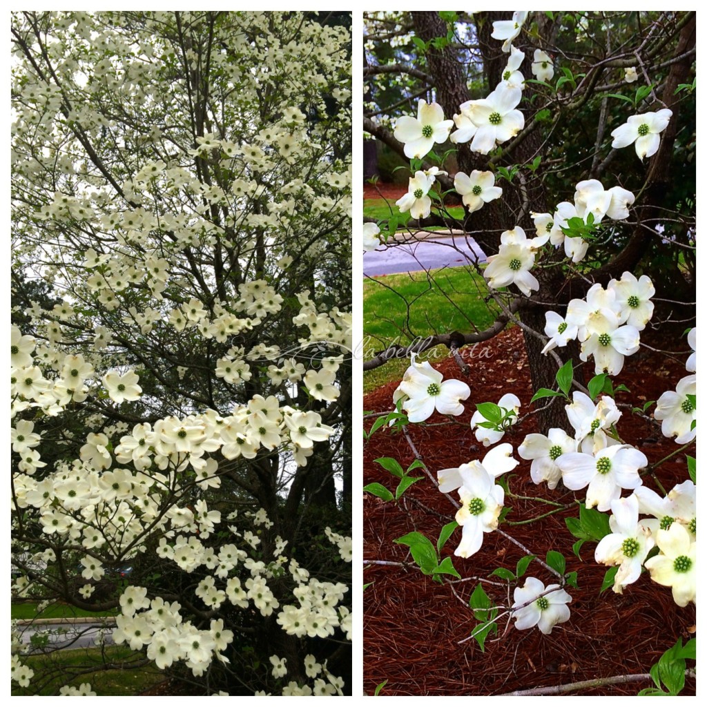 spring garden bloomfest
