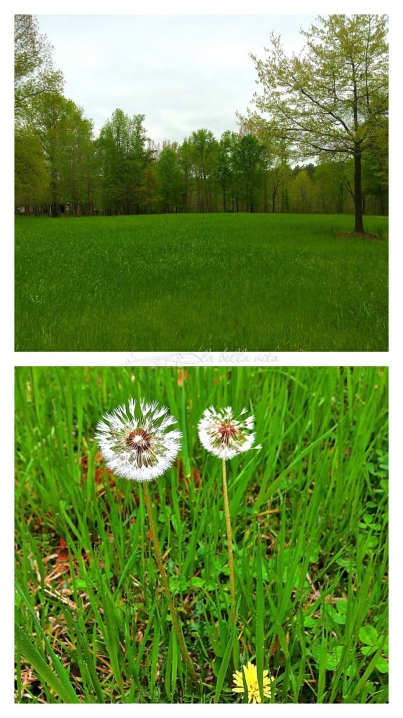 spring garden bloomfest