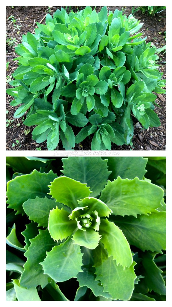 spring garden bloomfest