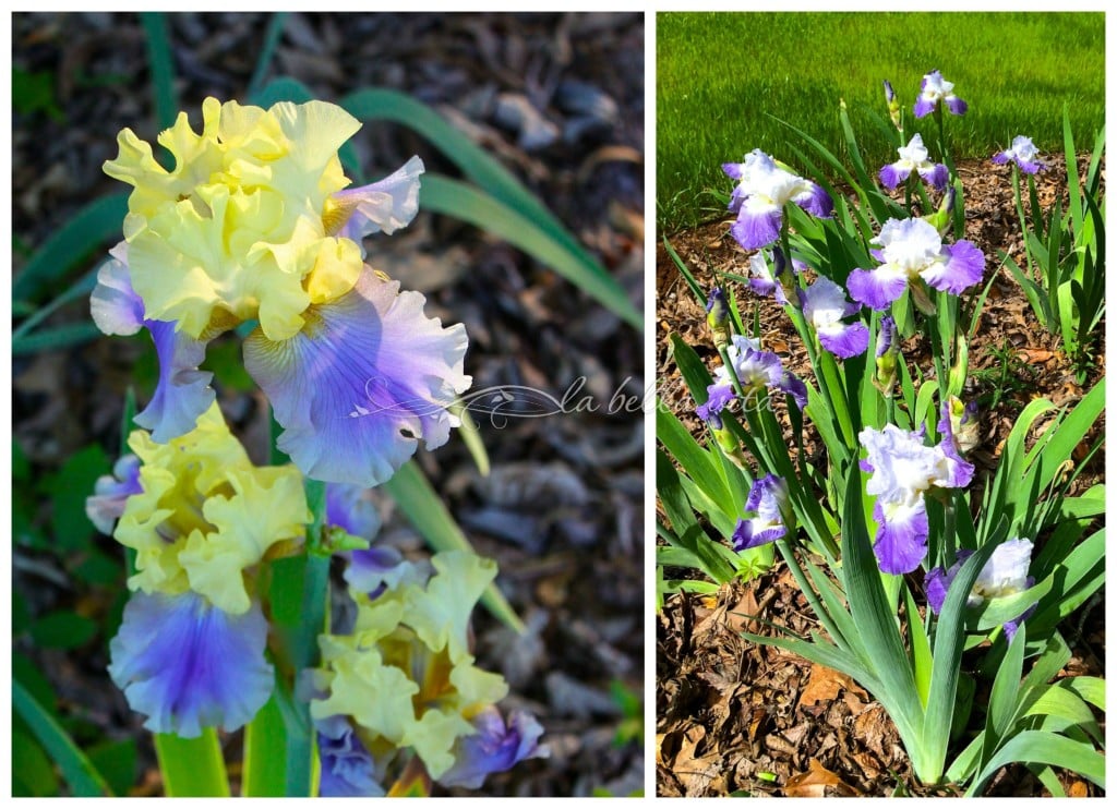 spring garden bloomfest