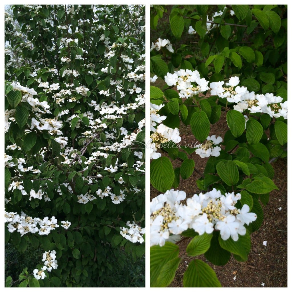 spring garden bloomfest