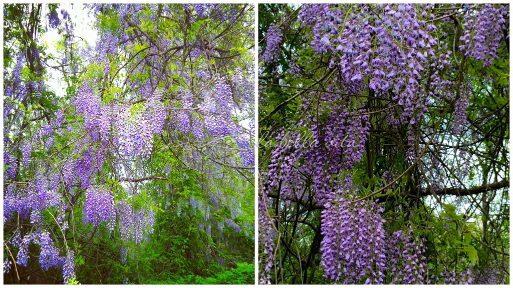 spring flower garden bloomfest