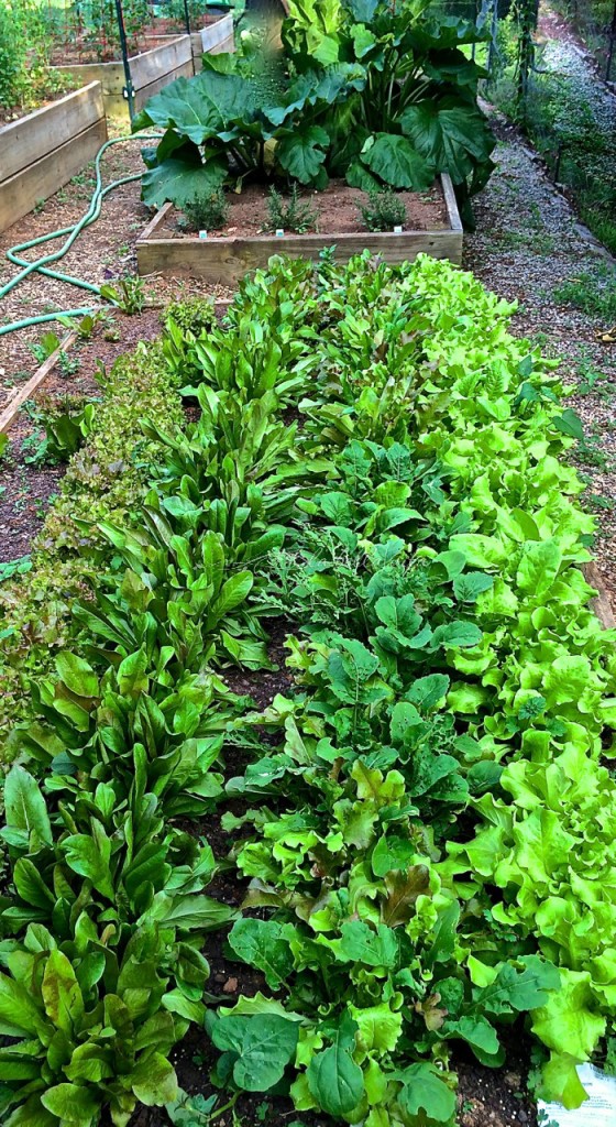 my raised bed of 4 lettuce varieties is EXPLODING!