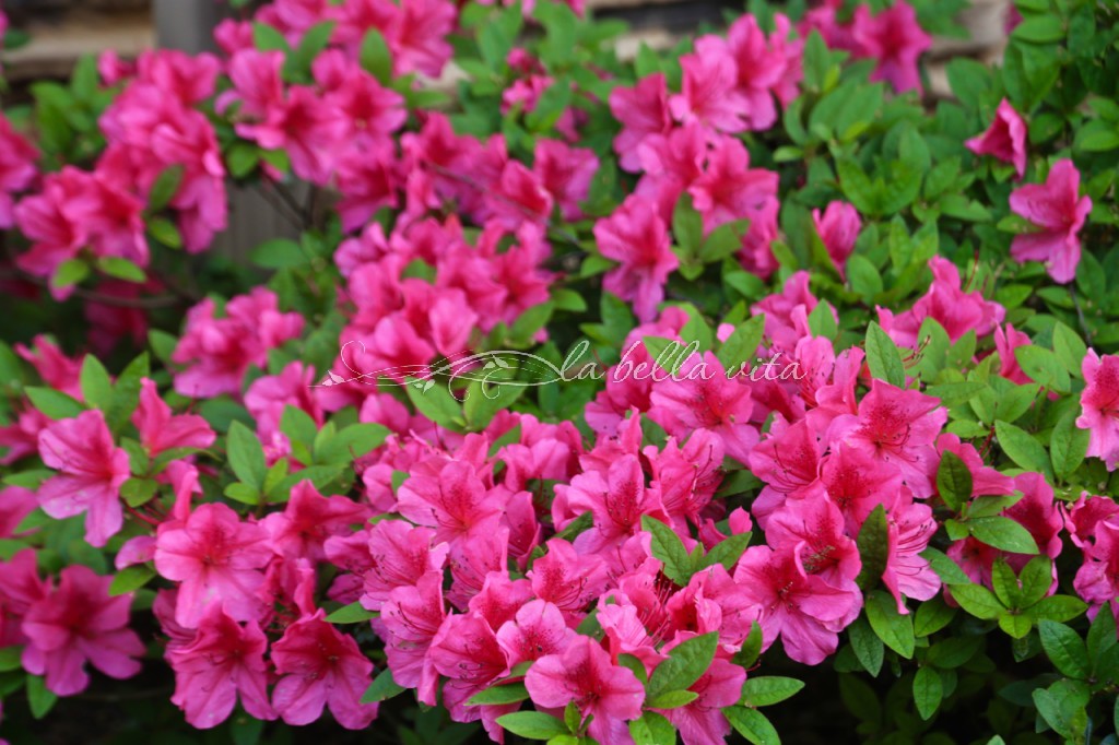 Spring Flowers in a Souther Garden