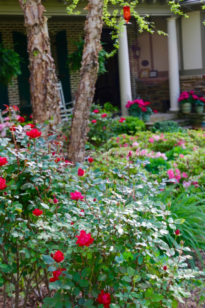 Spring Flowers in a Southern Garden