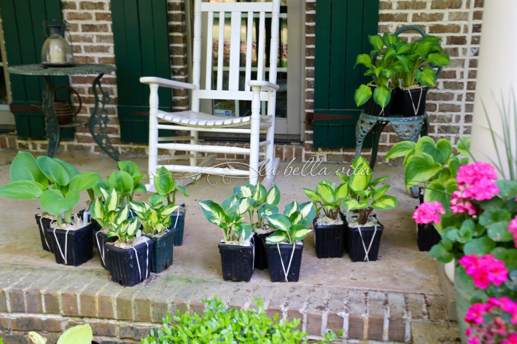 Spring Flowers in a Southern Garden