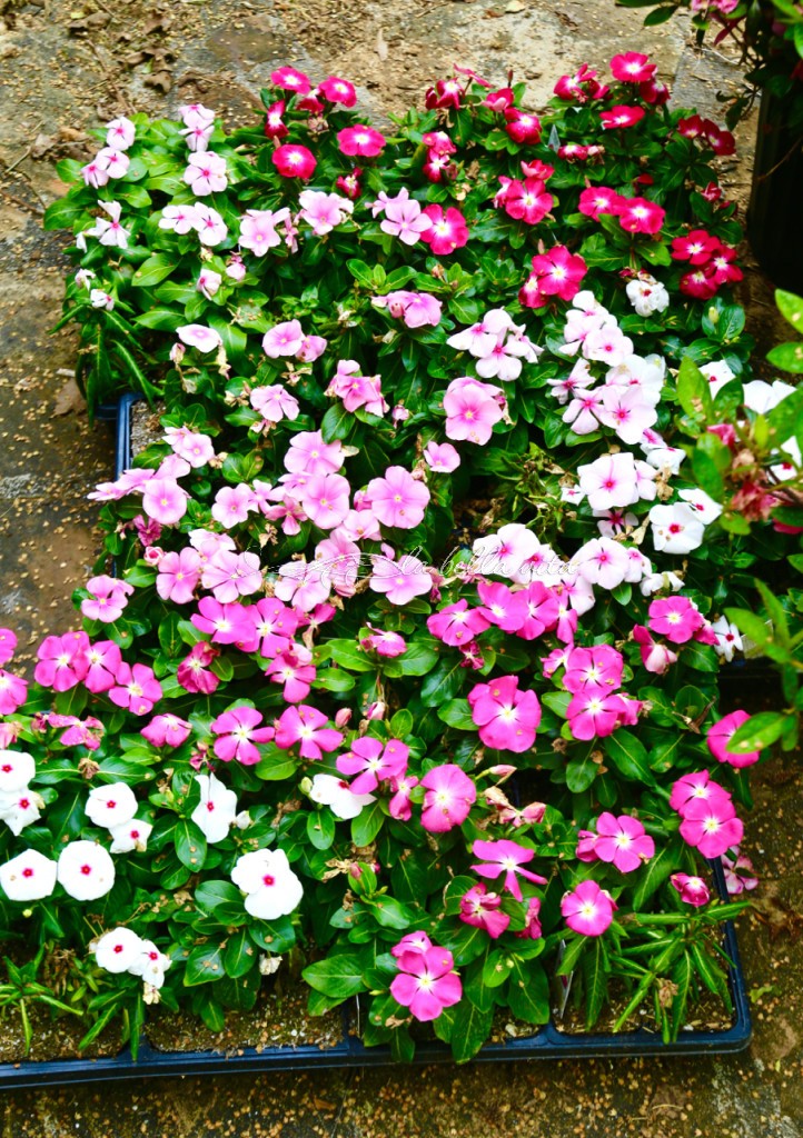 Spring Flowers in a Southern Garden