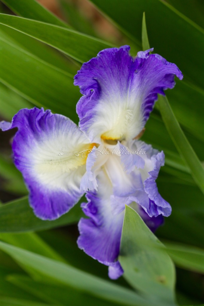 Spring Flowers in a Southern Garden