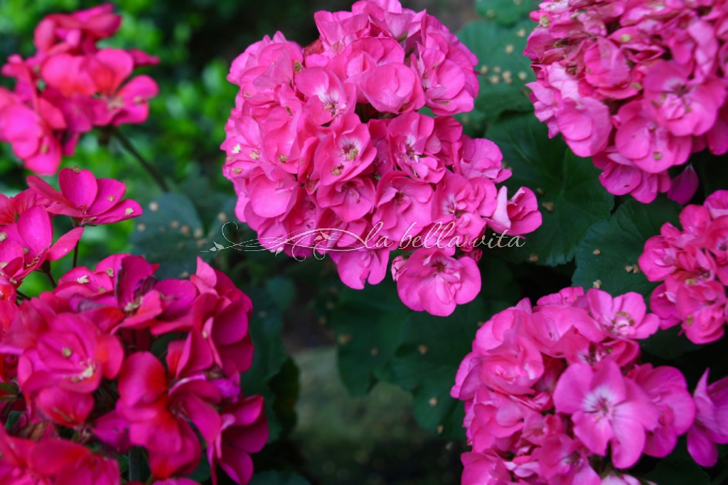 Spring Flowers in a Southern Garden