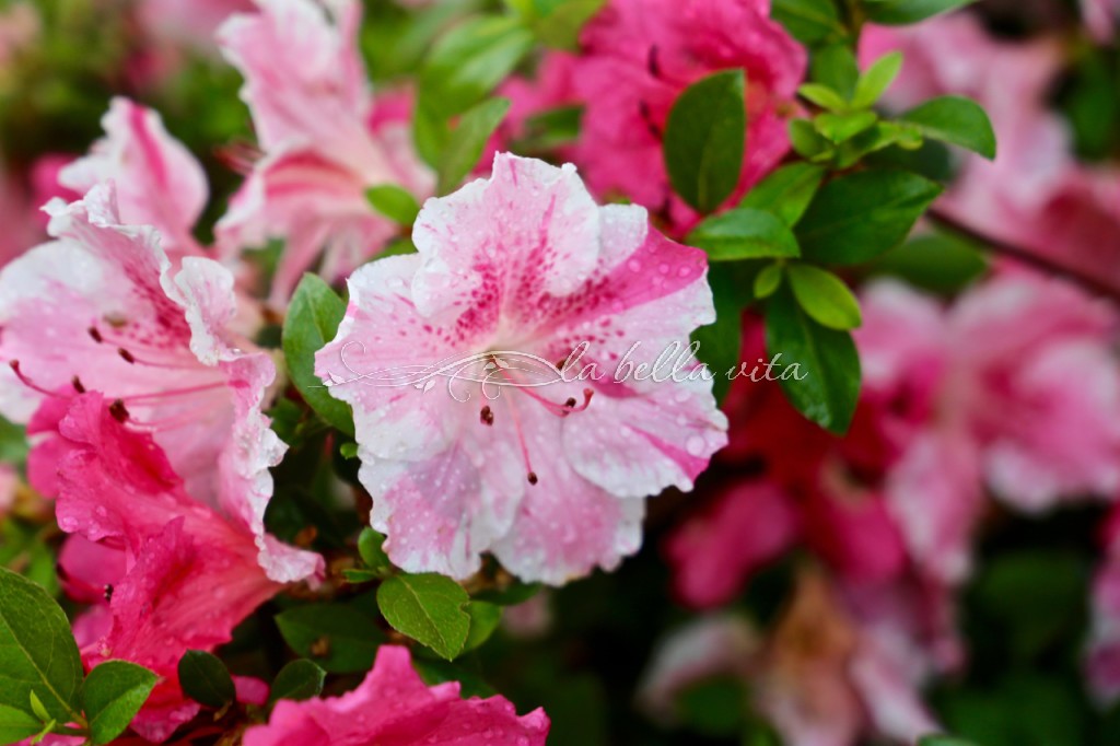 Spring Flowers in a Southern Garden