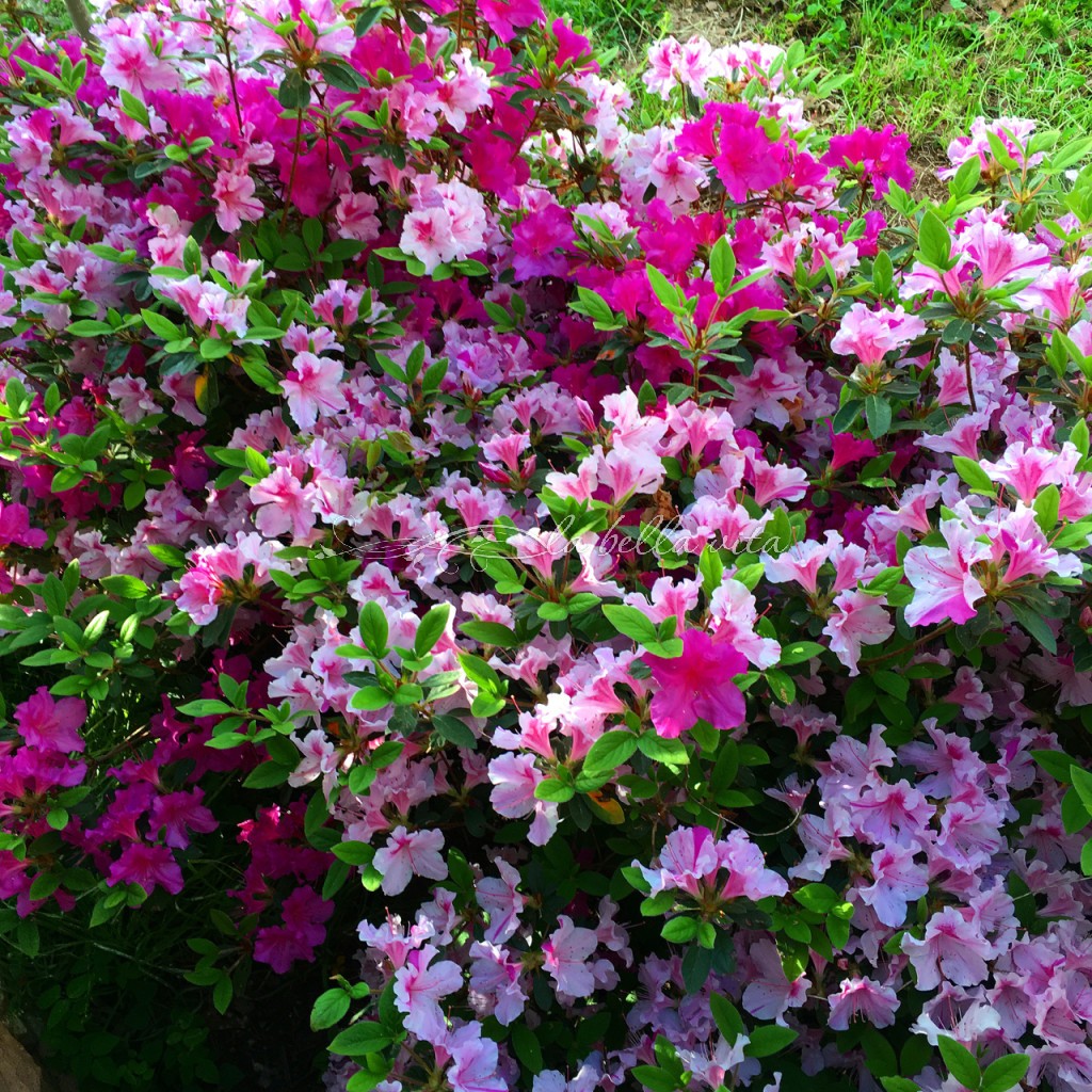 Spring Flowers in a Southern Garden