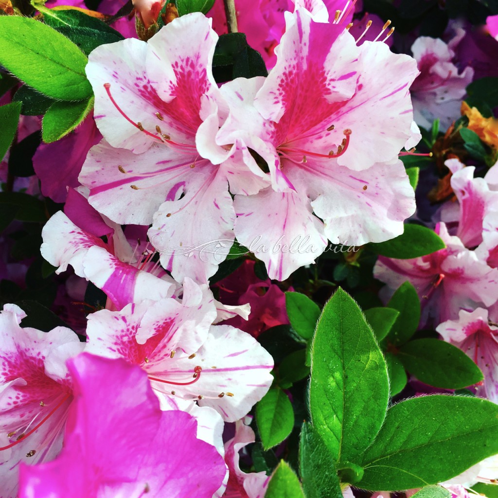 Spring Flowers in a Southern Garden