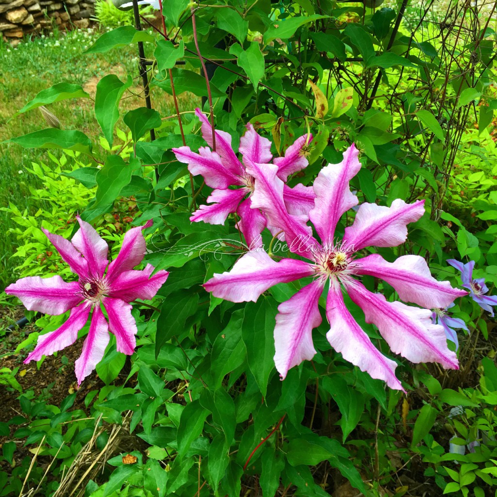 Spring Flowers in a Southern Garden