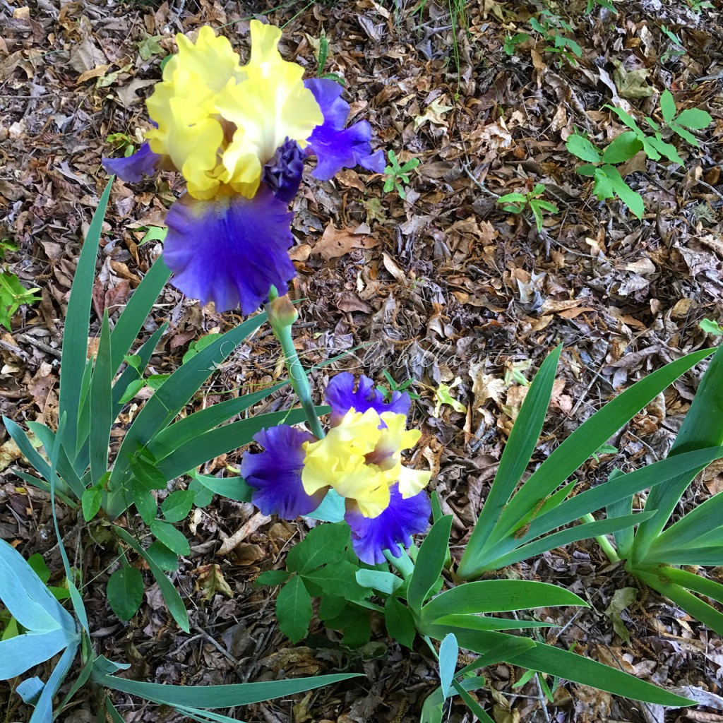 Spring Flowers in a Southern Garden