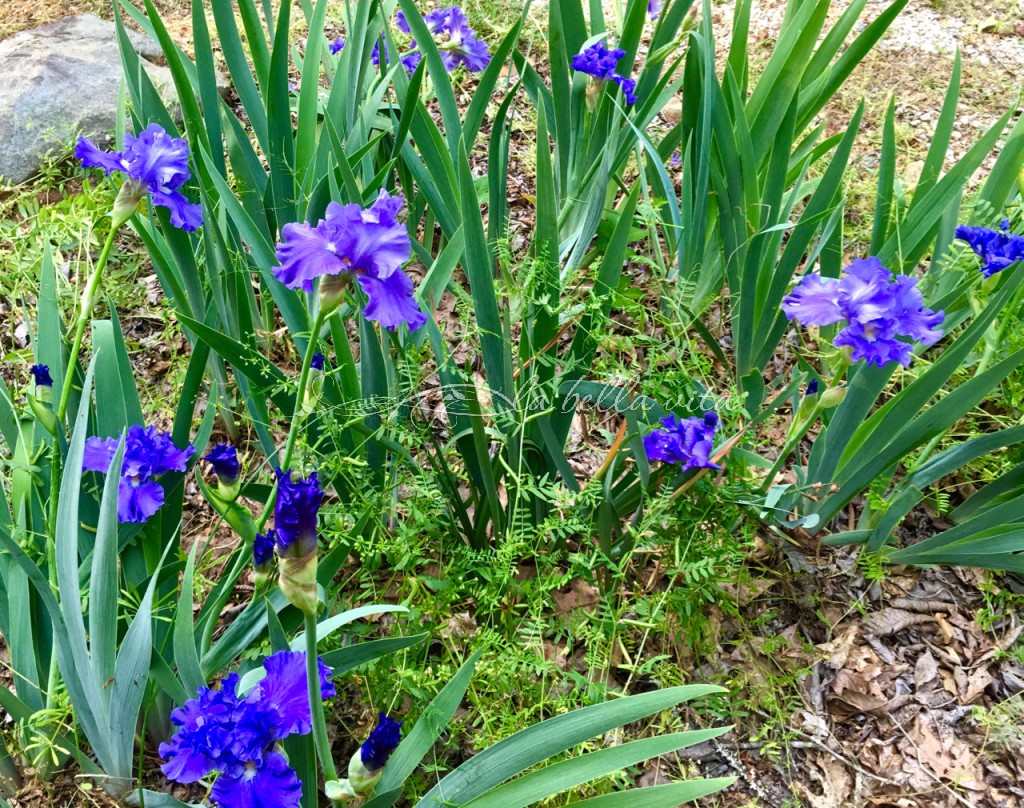 Spring Flowers in a Southern Garden