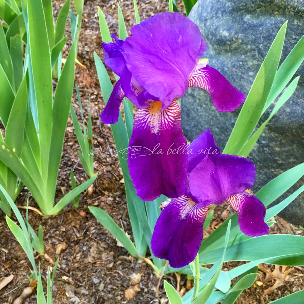 Spring Flowers in a Southern Garden