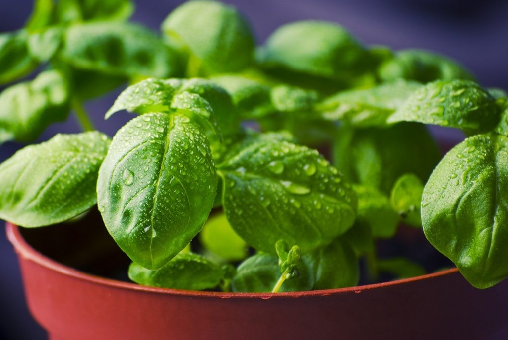 Fresh Basil Vinaigrette