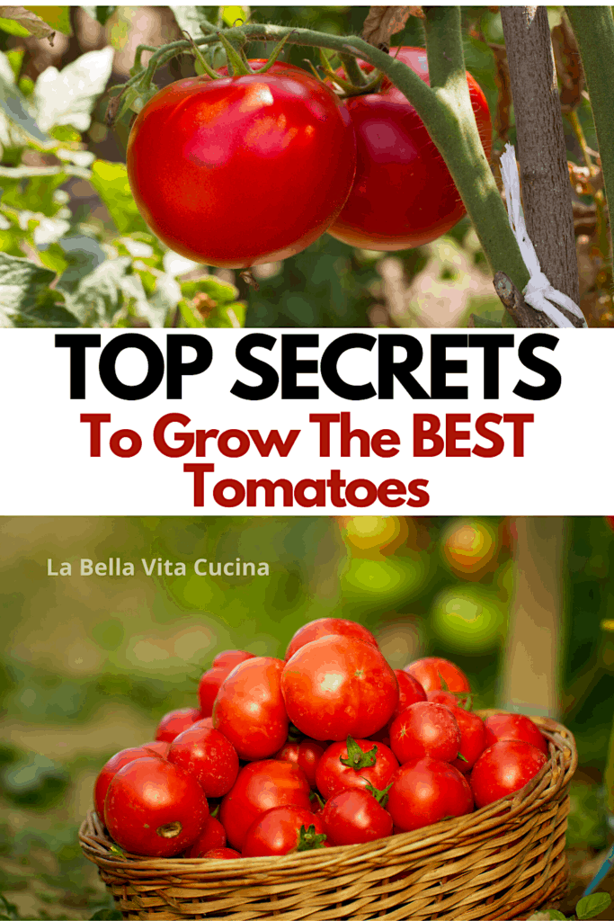 Top Secrets To Grow Outstanding Tomatoes